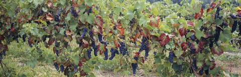 Framed Bunch of grapes in a vineyard, Keuka Lake, Finger Lakes Print