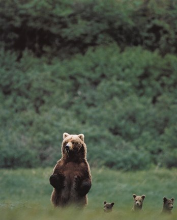 Framed Grizzlies Print