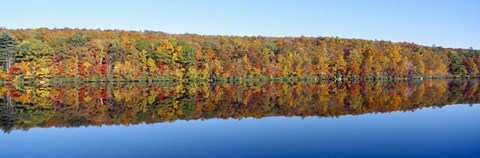 Framed Trees along a lake, Lake Hamilton, Massachusetts Print