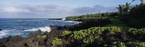 Framed Plants on a rocky landscape, Maui, Hawaii Print