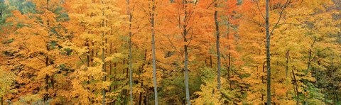 Framed Trees in a forest, Memorial State Forest, New York State Print