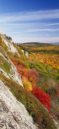 Framed Trees on a landscape, Clifton, Maine, New England Print