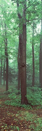 Framed Trees in a rainforest Print