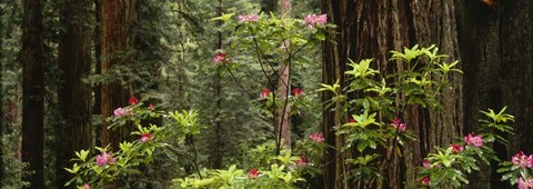 Framed Redwood trees with pink flowers, Redwood National Park Print