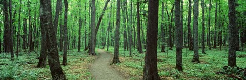 Framed Walkway running through a forest Print