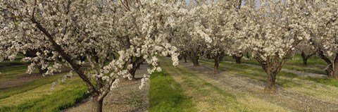 Framed Almond Trees In A Row, Sacramento Print