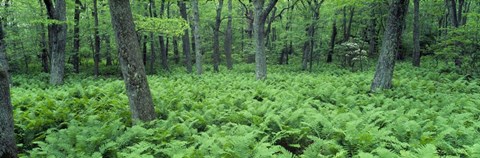 Framed Fern Covered Forest Floor Shenandoah National Park Print