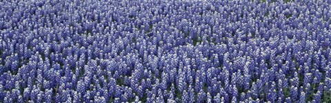 Framed Bluebonnets Print