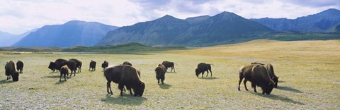 Framed Herd of bisons grazing in a field, Alberta Print