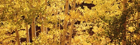 Framed Aspens Print