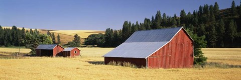 Framed Farmhouses in a wheat field, Washington State Print