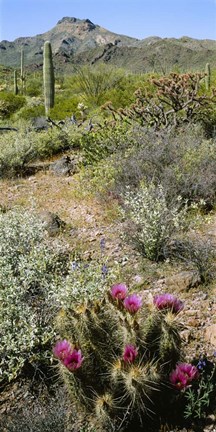 Framed Organ Pipe Cactus, Arizona Print