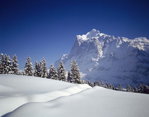 Framed Trees on a snow covered landscape, Switzerland Print
