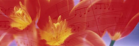 Framed Tulips, Flowers Print