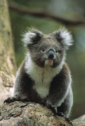 Framed Koala on a Tree Print