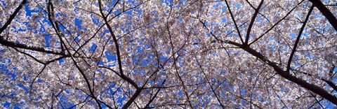 Framed Cherry Trees Washington DC Print