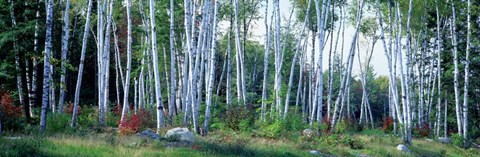 Framed Downy birch trees in a forest, New Hampshire Print