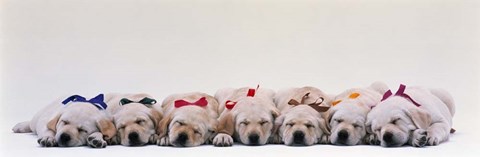 Framed Labrador Puppies Wearing Bows, Sleeping Print