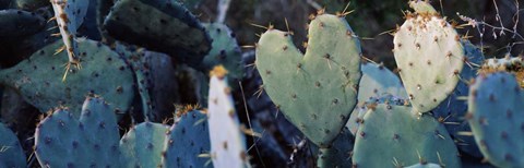 Framed Close-up of Prickly Pear Cacti, Texas Print