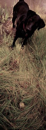 Framed Dog in Field Print