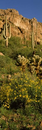 Framed Brittlebushes with mountain, Sonoran Desert, Arizona Print