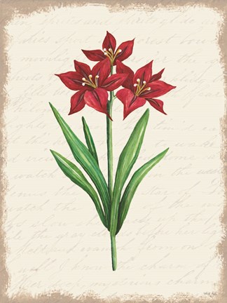 Framed Red Amaryllis Botanical II Print