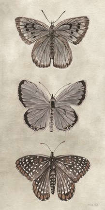 Framed Antique Butterflies I Print