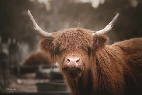 Framed Great Hair Day Print