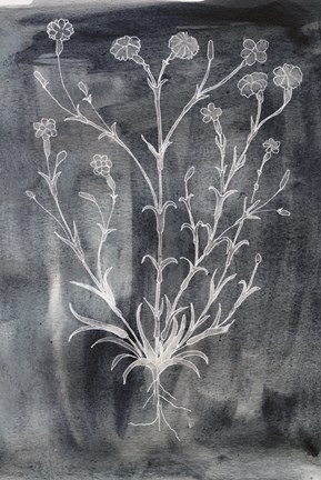 Framed Silverpointe Print