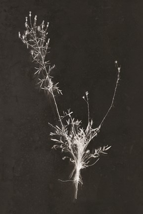 Framed You Can&#39;t X-ray Beauty Print