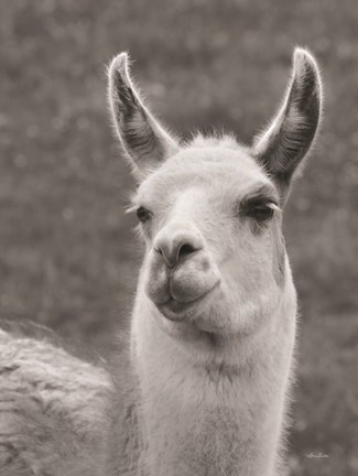 Framed Smiling Llama Print