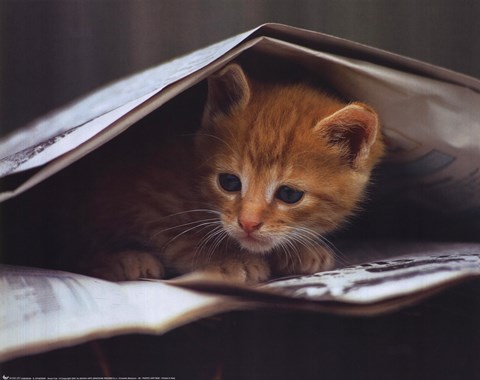 Framed Smart Cat Print