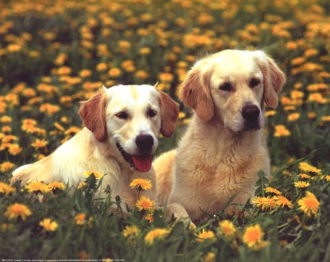 Framed Golden Retriever Print