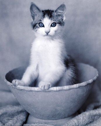 Framed Kitten Sitting in Bowl Print