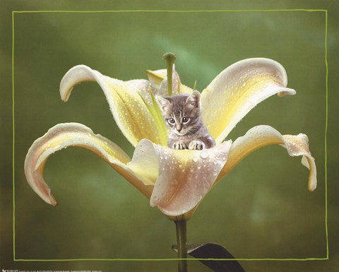 Framed Kitten And Flower Print