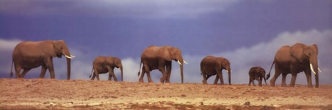 Framed African Elephant Herd, Kenya Print