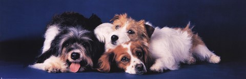 Framed Dogs Cuddling Print