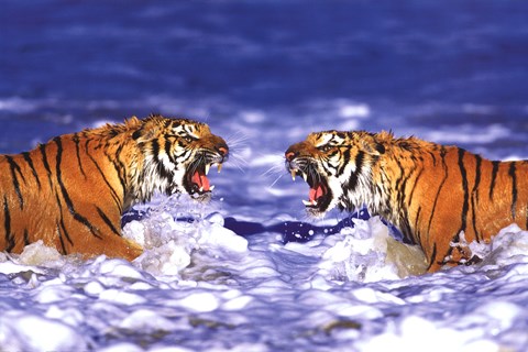 Framed Bengal Tigers Roaring Print