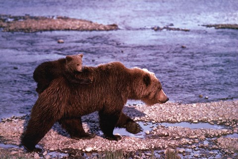 Framed Brown Bear Carrying Cub, Alaska Print