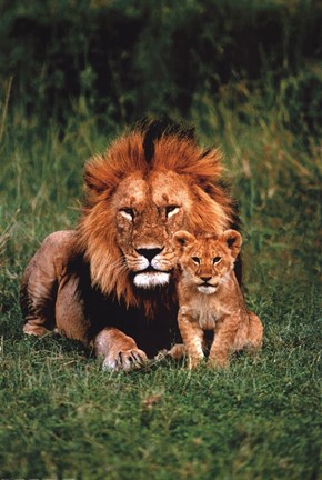 Framed Lion And Baby Print