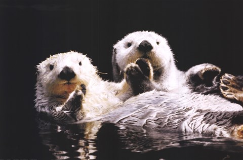 Framed Sea Otters Print