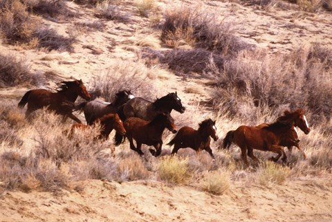 Framed Mustang Horses Running, Wyoming Print