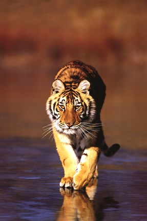 Framed Tiger Walking Print