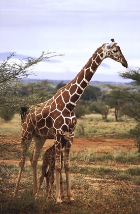 Framed Giraffe And Baby Print