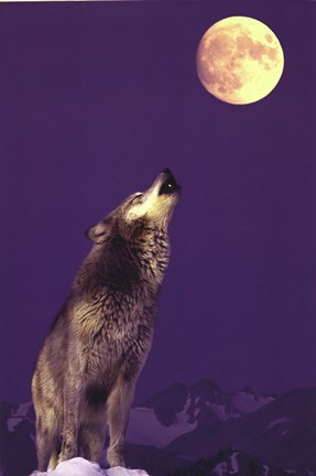 Framed Gray Wolf Howling At Moon Print