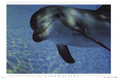 Framed Dolphin Underwater Print