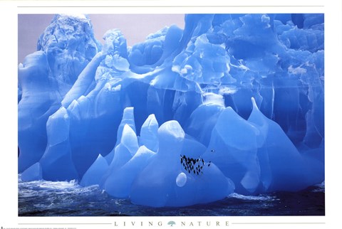 Framed Penguins on Blue Ice Print