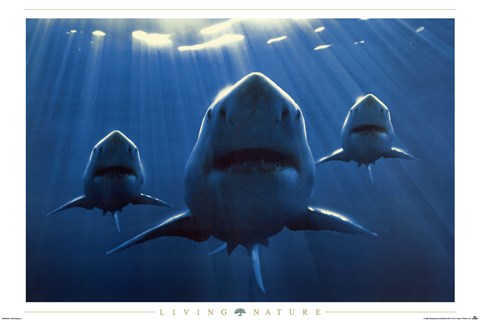 Framed Sharks Print