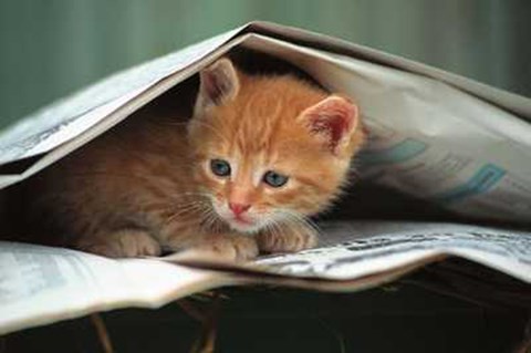 Framed Kitten Under Newspaper Print