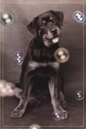 Framed Dog with Bubbles Print